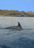 Delfines nadando junto al bote